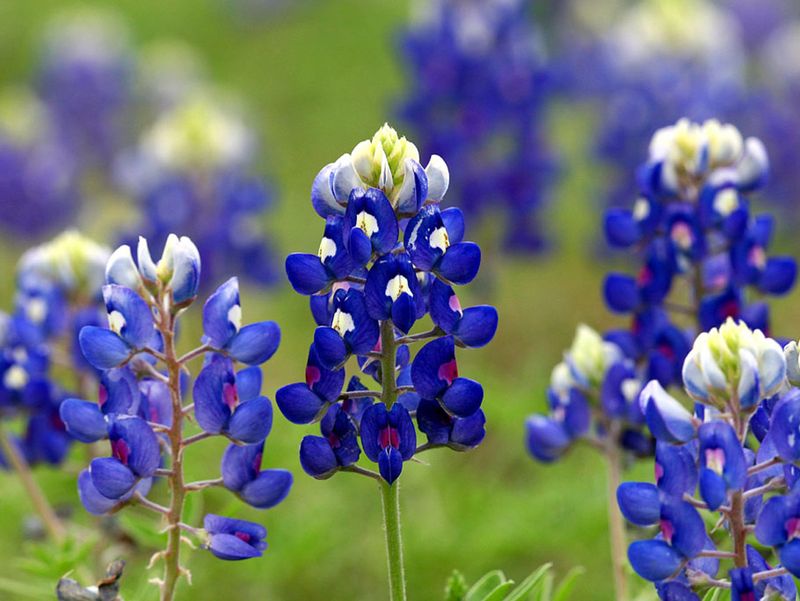 Why Fall Is The Right Time For Bluebonnets