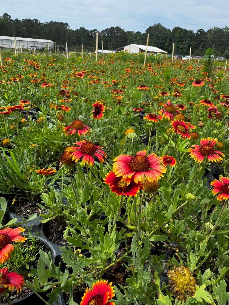 Why Fall Is The Right Time To Sow Indian Blanket Seeds