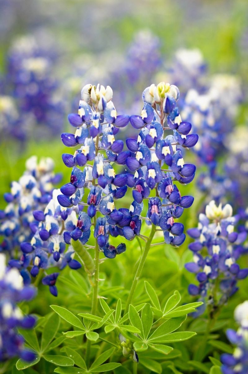Why Fall Is The Time To Sow Bluebonnet Seeds