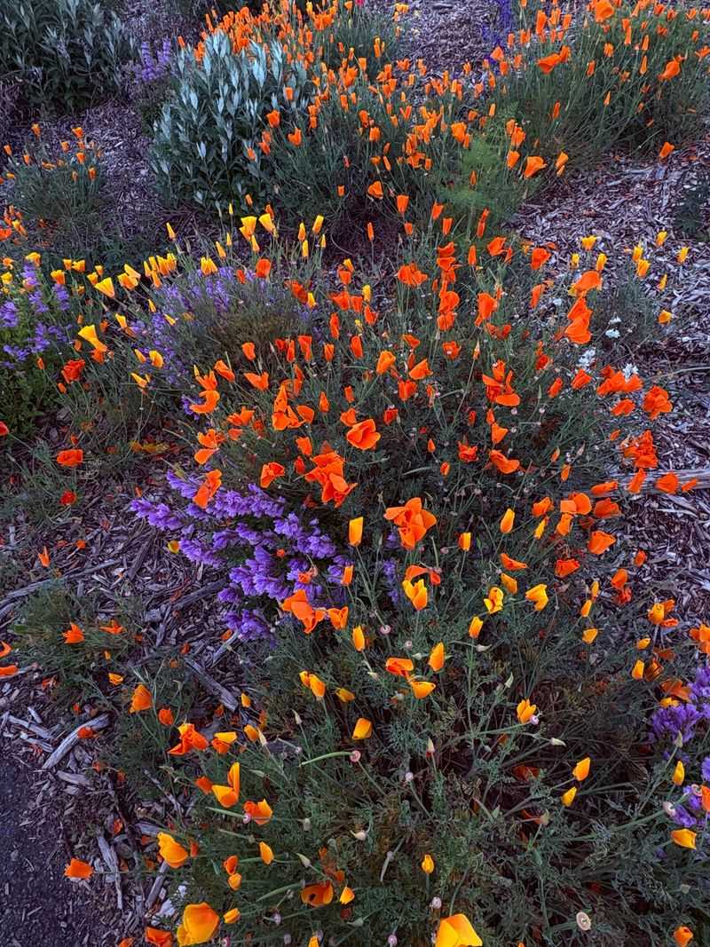 Why Fall Planting Works Better Here