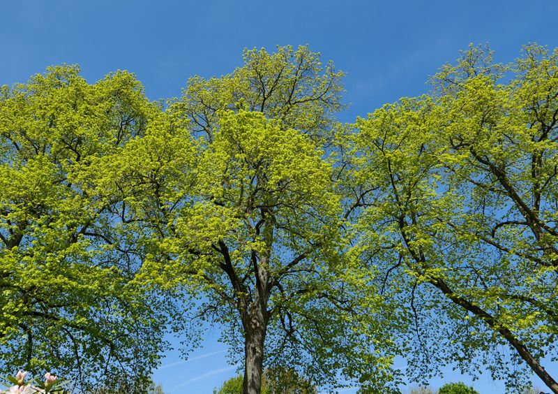 Why Fall Watering Pays Off In Spring