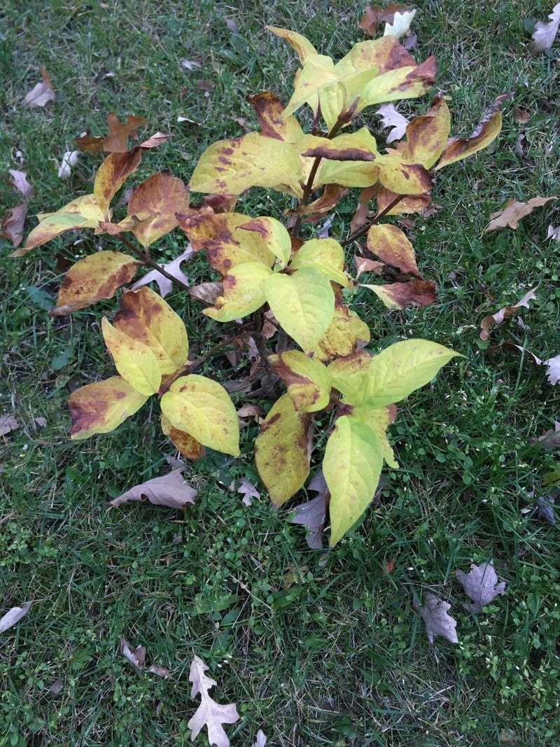 Why Fallen Leaves Matter More Than They Look