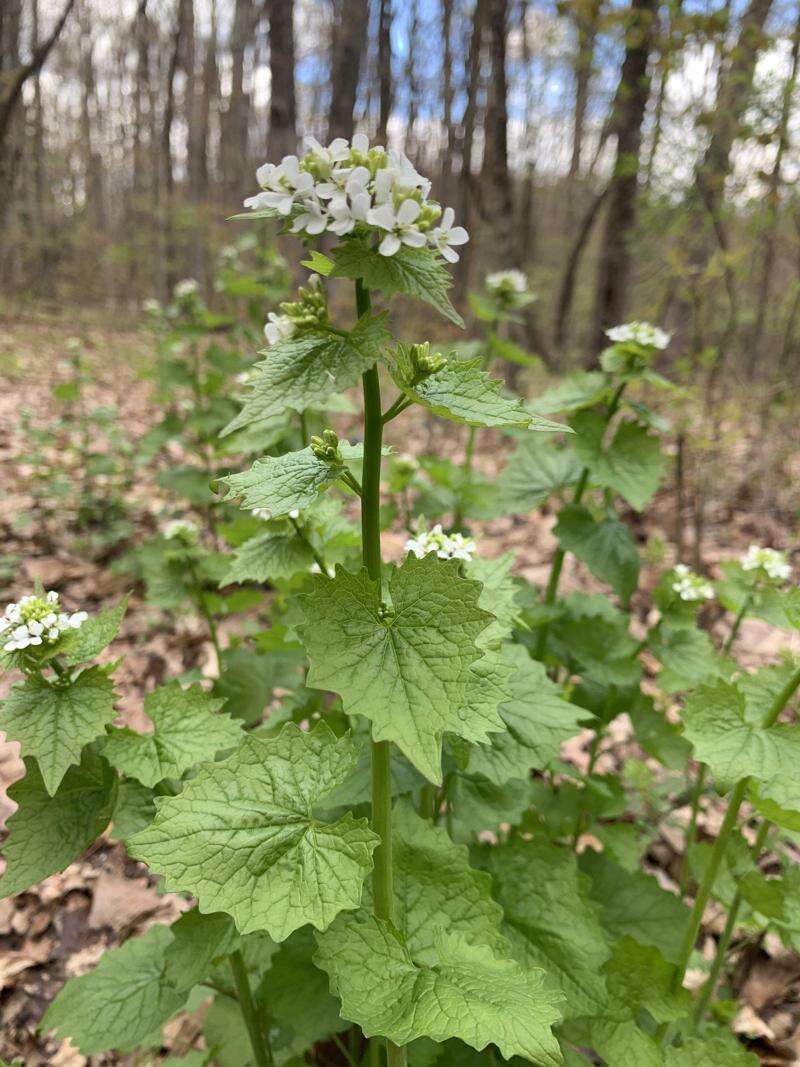 Why Garlic Mustard Threatens Native Wildflowers