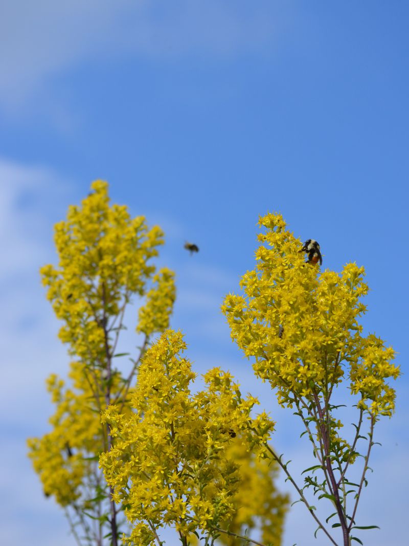 Why Goldenrod Blooms When Other Flowers Fade
