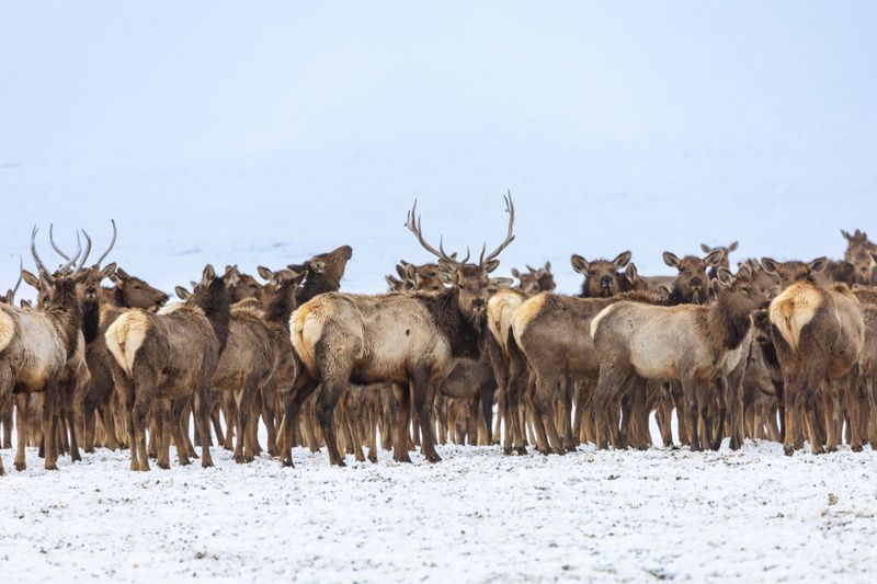 Why Herds Drift Downhill When The Weather Cools Why Herds Drift Downhill When The Weather Cools