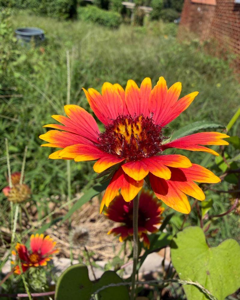 Why Indian Blanket Belongs In Texas Wildflower Gardens