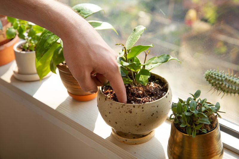 Why Indoor Plants Need Less Water Why Indoor Plants Need Less Water