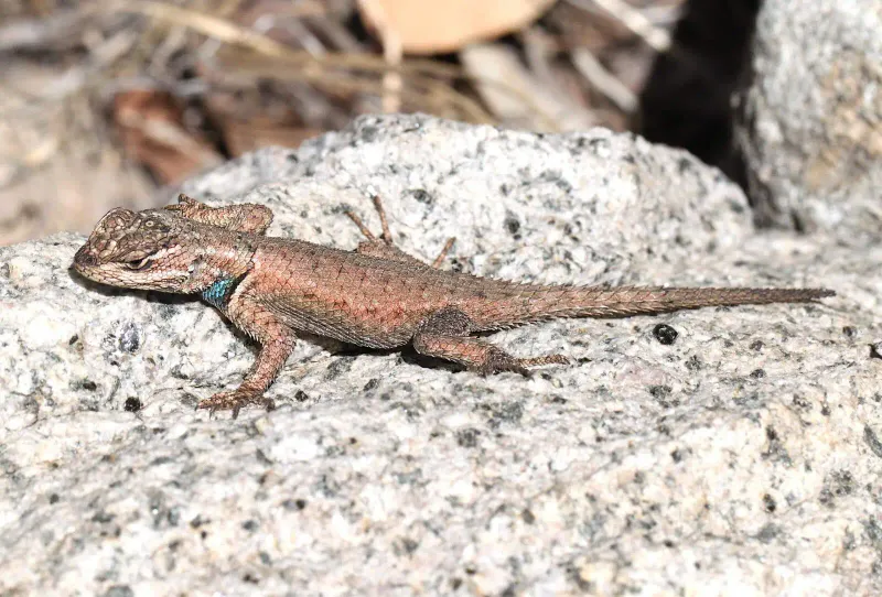 Why It Basks on Arizona Fences and Block Walls