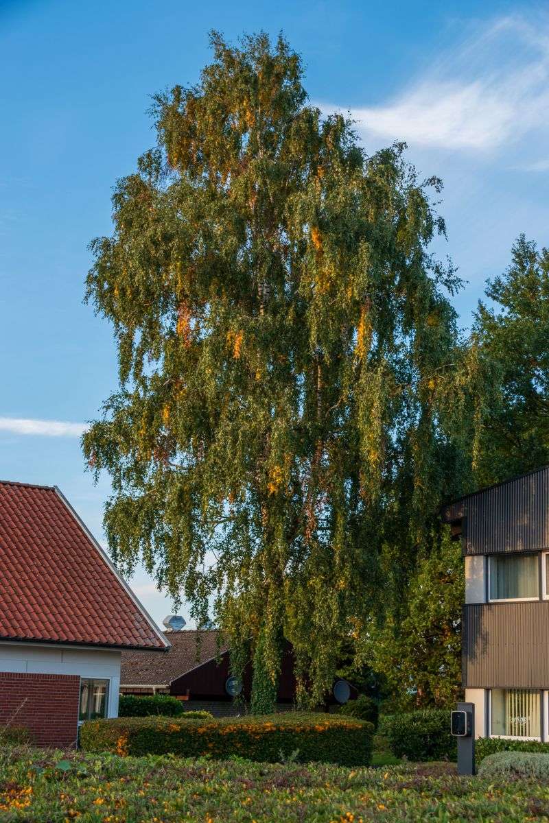 Why It Fits More Backyards Better Why It Fits More Backyards Better