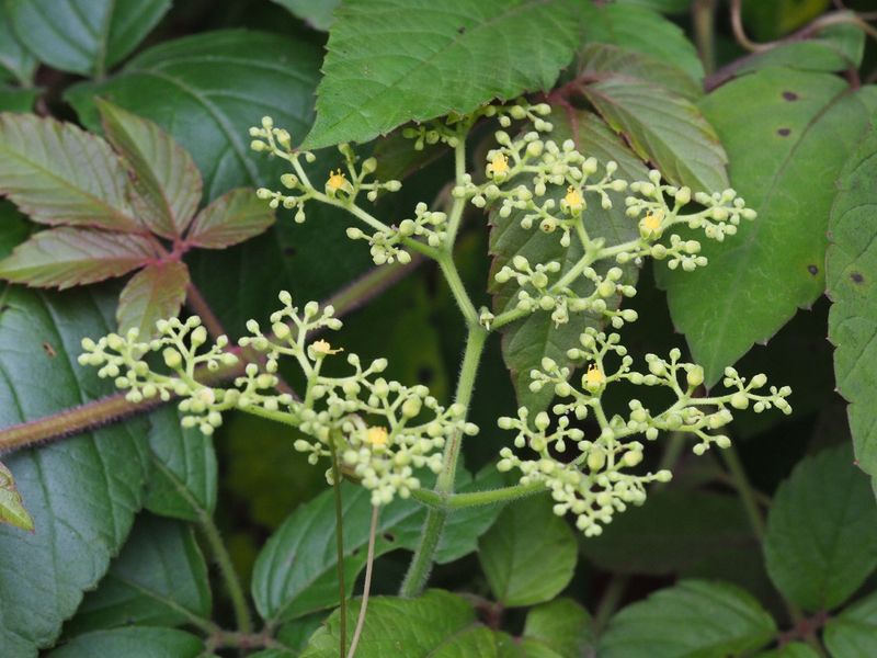 Why It's Outpacing Kudzu In Texas Why It's Outpacing Kudzu In Texas