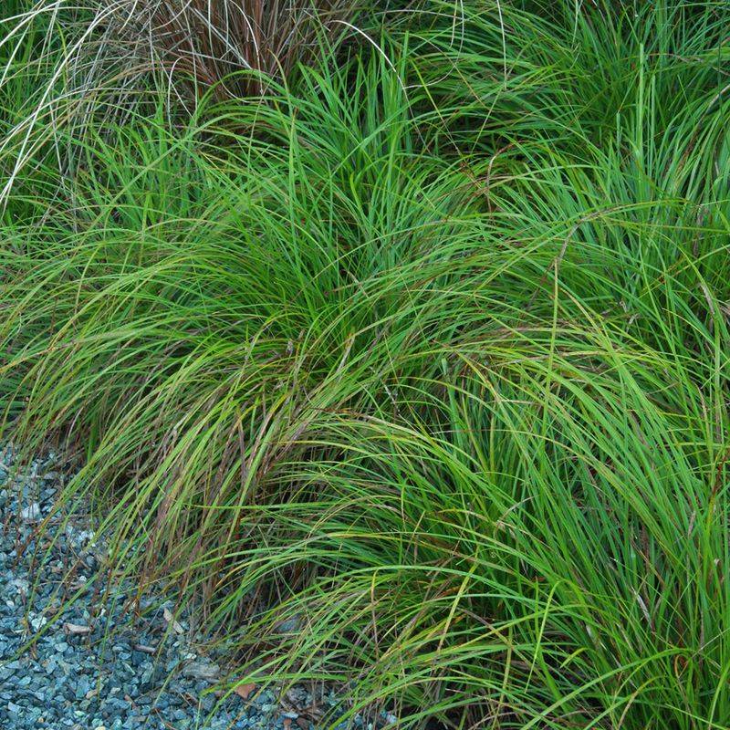 Why Its Roots Help Reduce Erosion