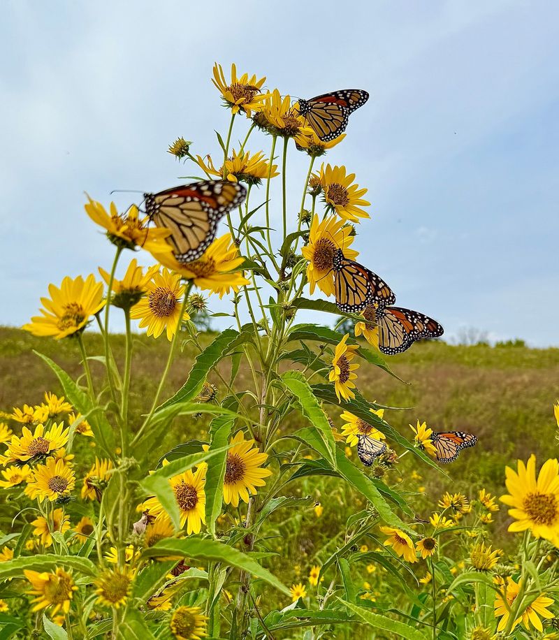 Why Late August Flips The Switch In Illinois