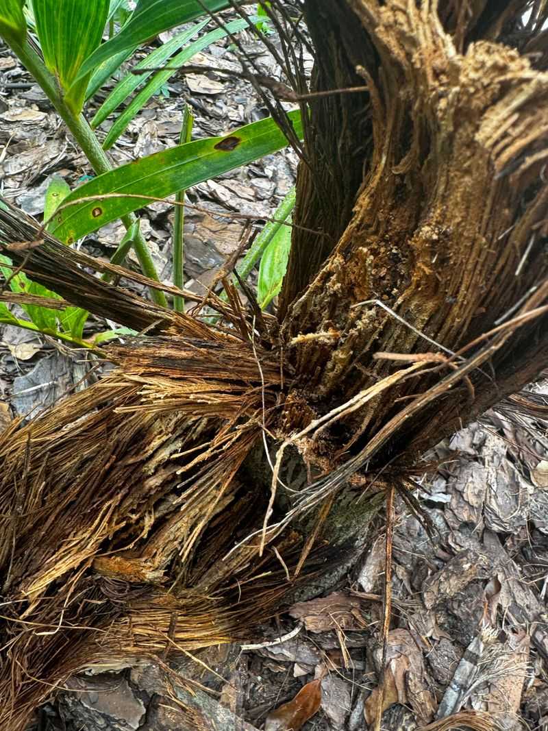Why Late-Season Storms Hit Palms Harder Than Summer Rain Why Late-Season Storms Hit Palms Harder Than Summer Rain