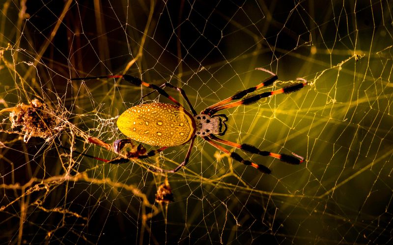 Why Late Summer Brings The Web To Full Size