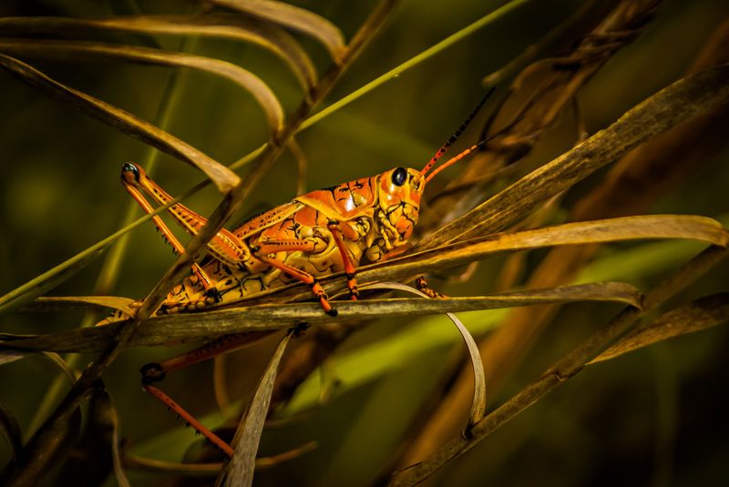 Why Late Summer Brings Them Into Your Beds