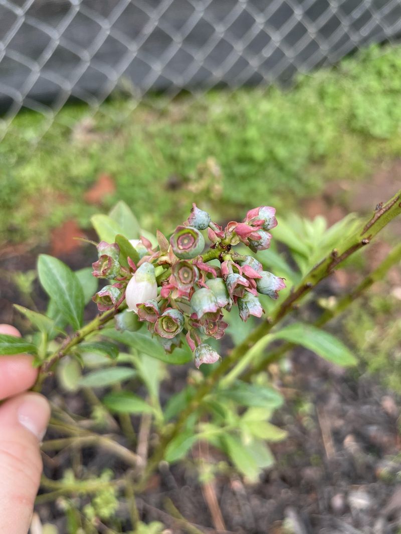 Why Late Summer Decides Next Year's Bloom Count Why Late Summer Decides Next Year's Bloom Count