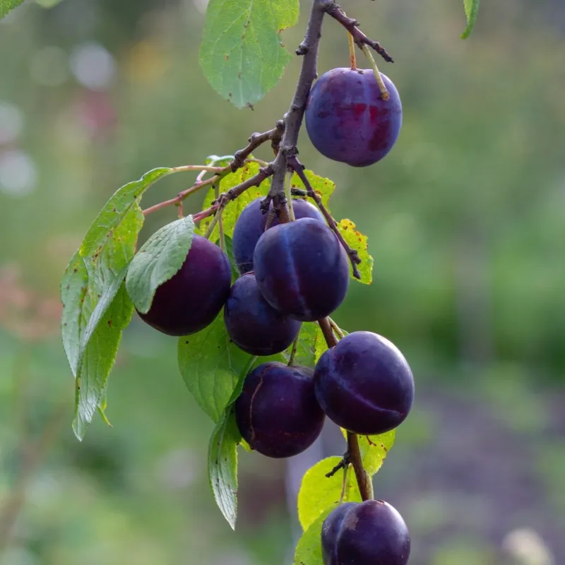 Why Late-Summer Fruit Becomes A Food Source