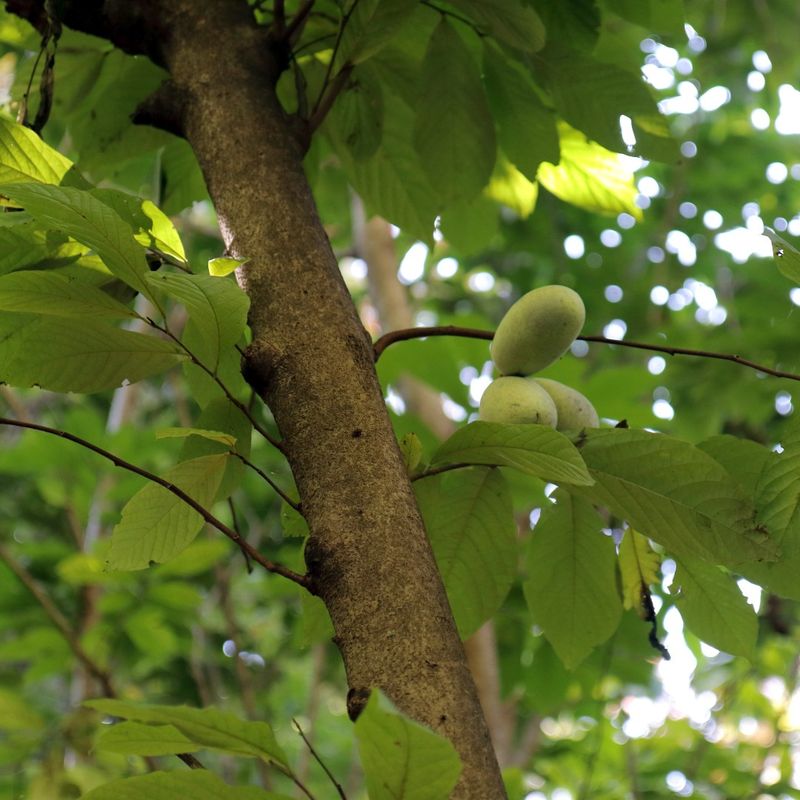 Late Summer Sets The Ripening Clock