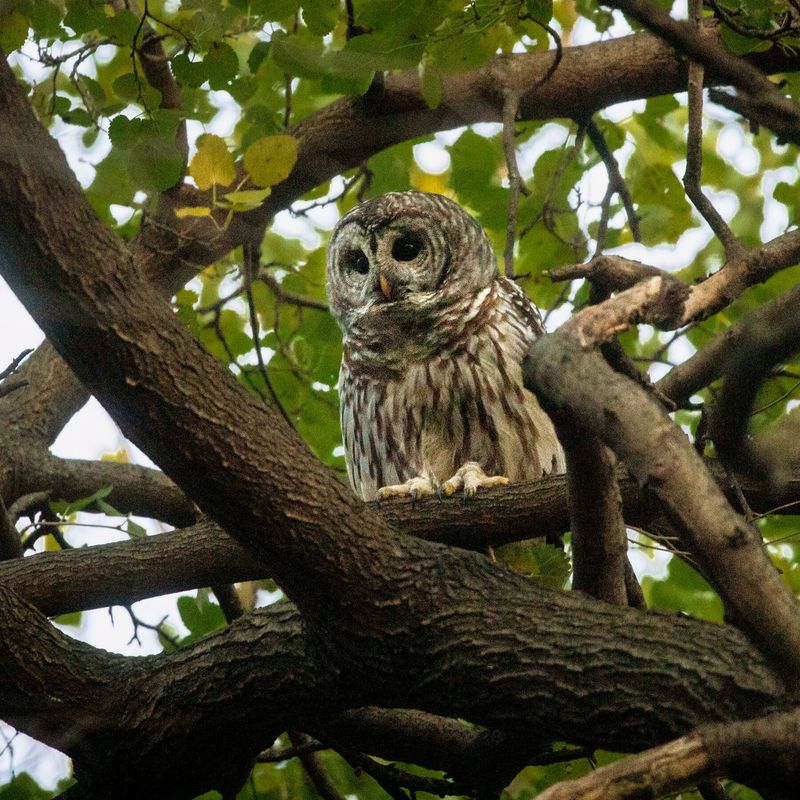 Why Mature Trees Make Suburbs Attractive To Barred Owls Why Mature Trees Make Suburbs Attractive To Barred Owls