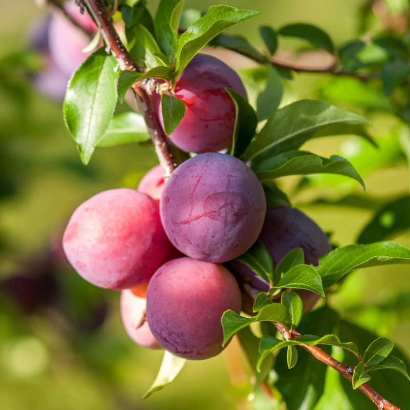 Why Mexican Plum Is Making A Backyard Comeback
