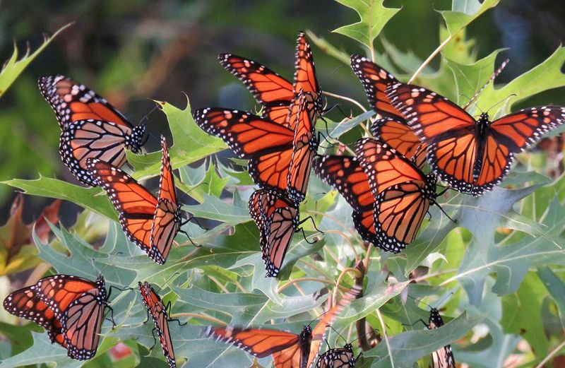 Why Monarchs Gather In Groups Before Migration Why Monarchs Gather In Groups Before Migration