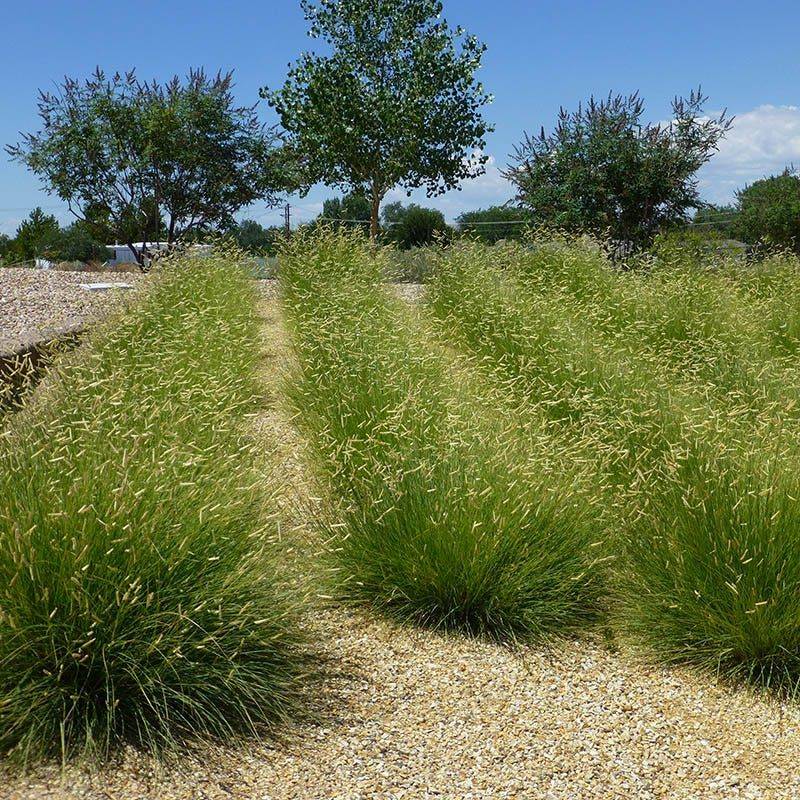 Why More Texas Gardens Are Choosing Native Grasses Why More Texas Gardens Are Choosing Native Grasses