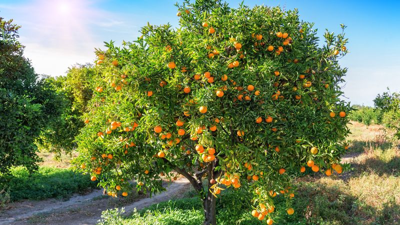 Why Moving Citrus Can Create More Risk Why Moving Citrus Can Create More Risk