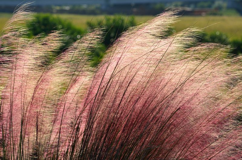 Why Muhly Grass Shines When Summer Annuals Fade Why Muhly Grass Shines When Summer Annuals Fade