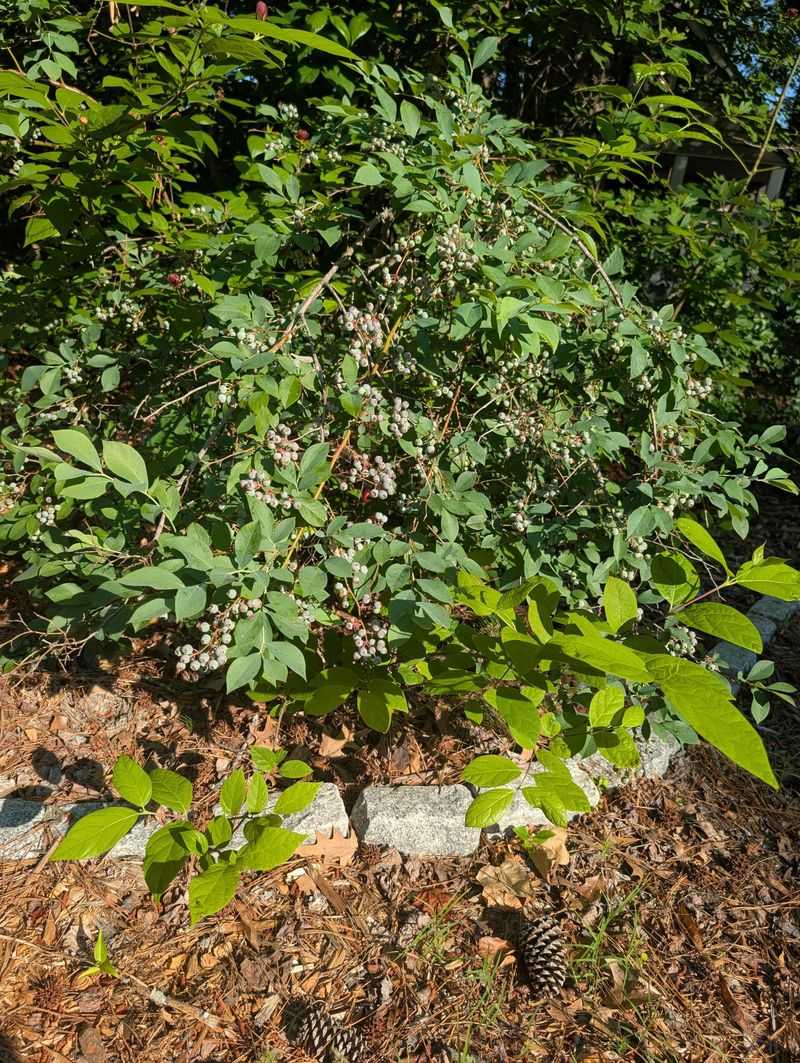 Why Mulch Makes The Whole Job Easier Why Mulch Makes The Whole Job Easier