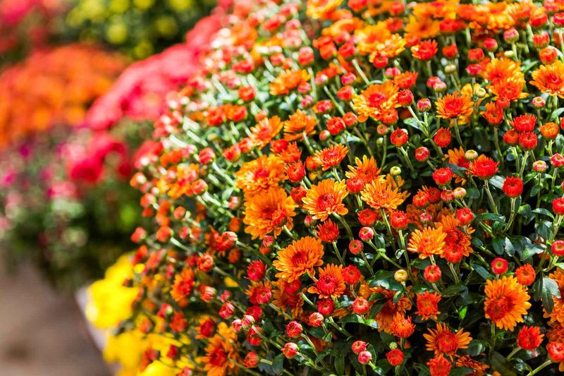Why Mums Bloom When Summer Flowers Fade