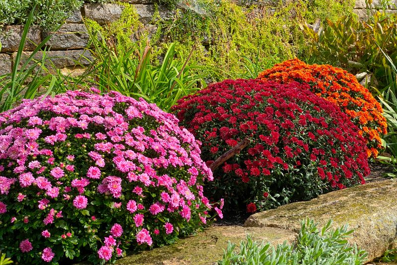 Why Mums Thrive As Summer Flowers Fade