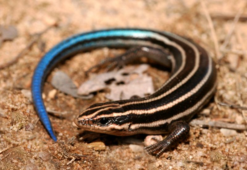 Why Native Lizards Matter In Pennsylvania Ecosystems