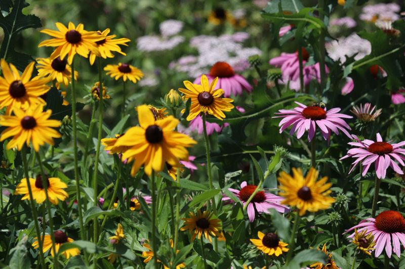Why Native Plants Are In High Demand Why Native Plants Are In High Demand