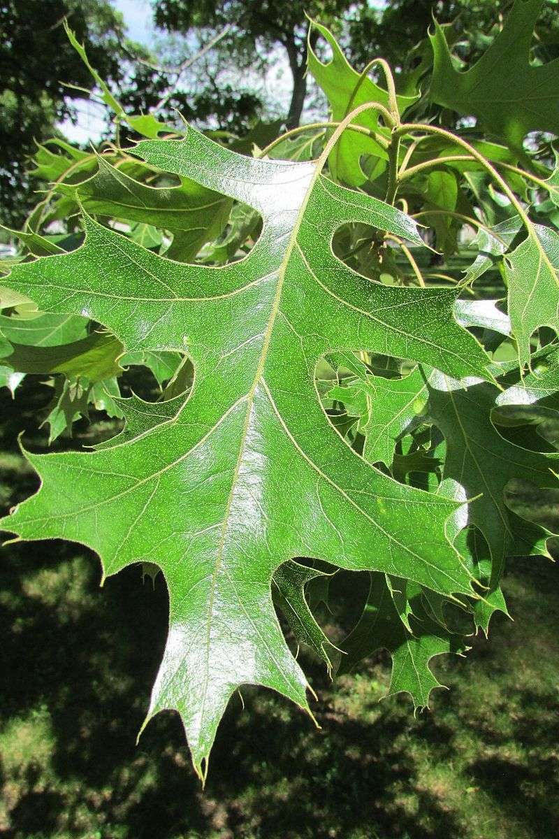 Why New Jersey Pin Oaks Take The Hardest Hit Why New Jersey Pin Oaks Take The Hardest Hit