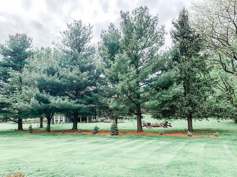 Why New York Yards Are A Perfect Match For White Pine Why New York Yards Are A Perfect Match For White Pine