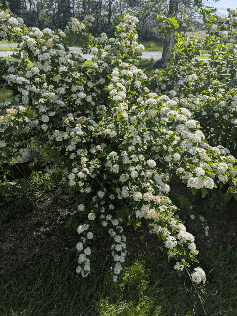 Why New York Yards Love This Fast Grower Why New York Yards Love This Fast Grower