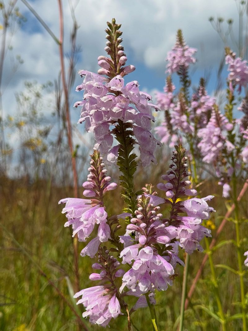 Why Obedient Plant Spreads So Well
