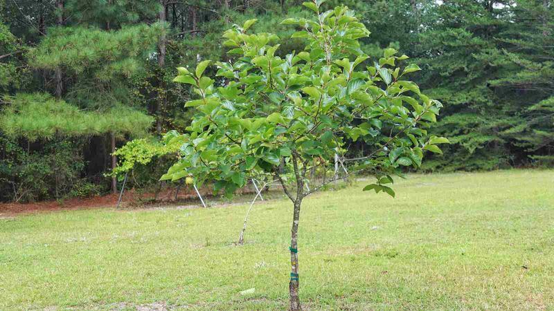 Why October Is A Great Time To Plant Why October Is A Great Time To Plant