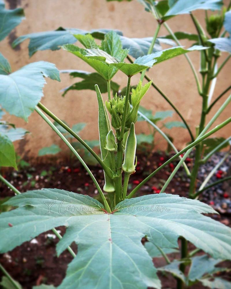 Why Okra Rows Draw The Crowd