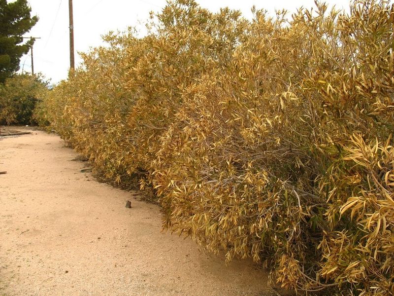 Why Oleander Is Not Worth the Risk