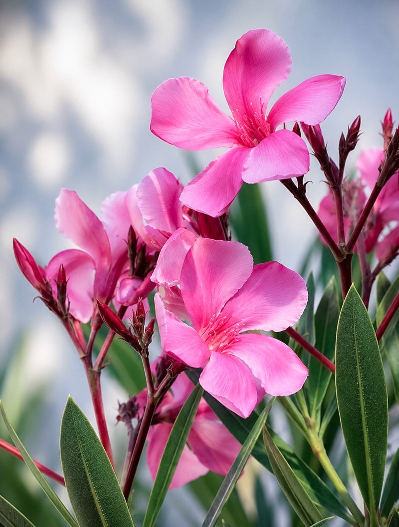 Why Oleander Is So Dangerous Why Oleander Is So Dangerous