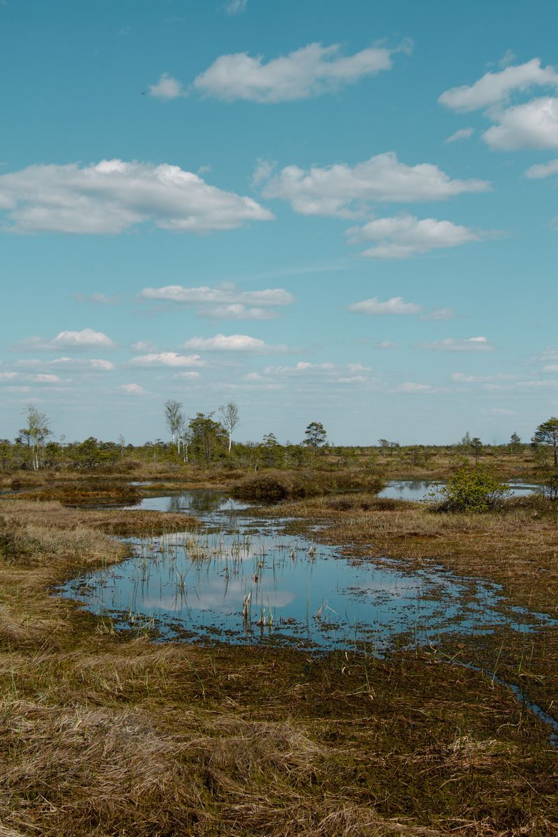 Why Only A Few Soggy Bogs Will Do
