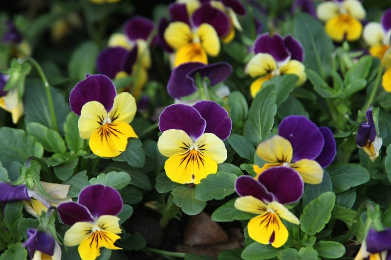 Why Pansies Handle Texas's Cooler Season