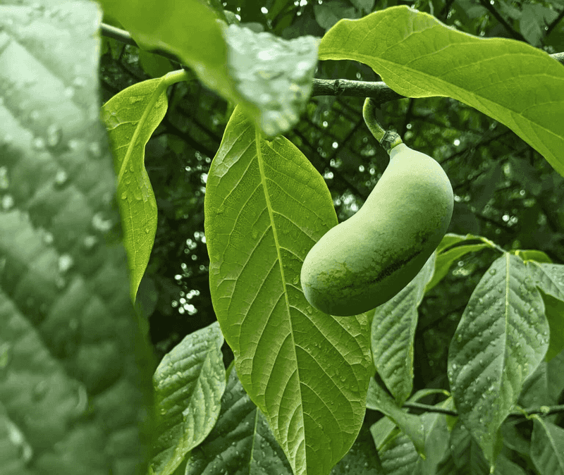Why Pawpaw Is Making A Backyard Comeback Why Pawpaw Is Making A Backyard Comeback
