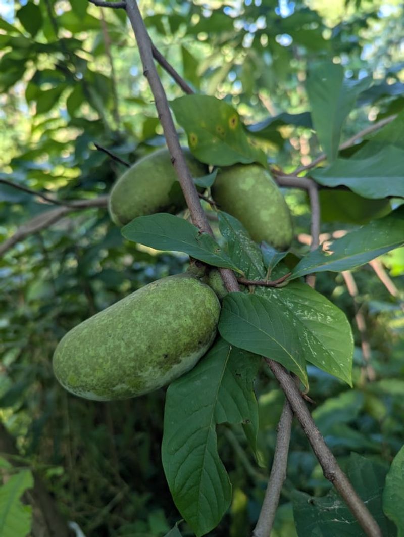 Why Pawpaws Ripen In Late Summer And Early Fall Why Pawpaws Ripen In Late Summer And Early Fall
