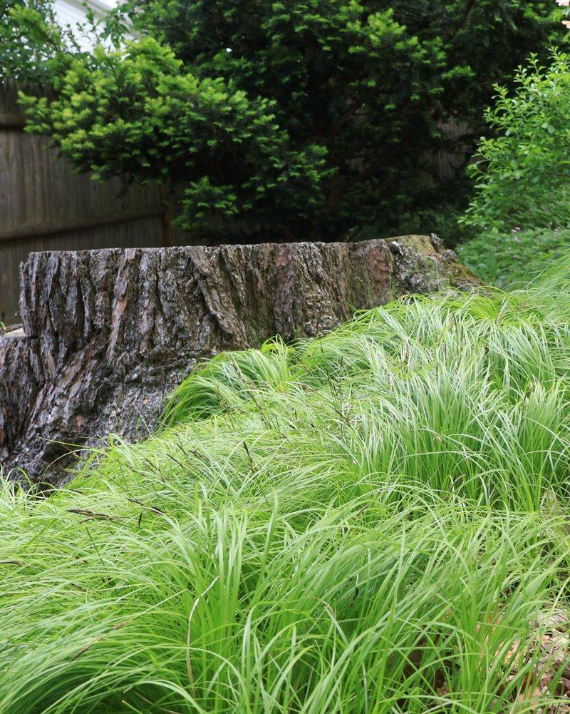 Why Pennsylvania Sedge Fits Woodland Gardens Why Pennsylvania Sedge Fits Woodland Gardens