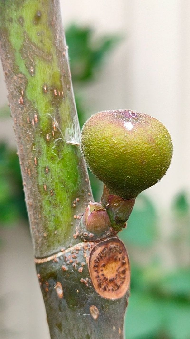 Why Pennsylvania Winters Are Hard On Figs