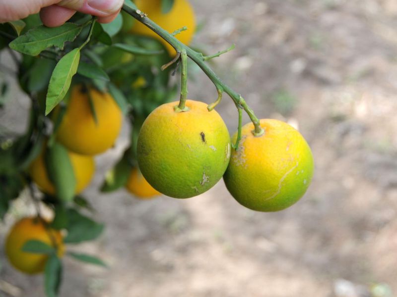 Why Pennsylvania's Fall Weather Can Threaten Citrus Fruit Development