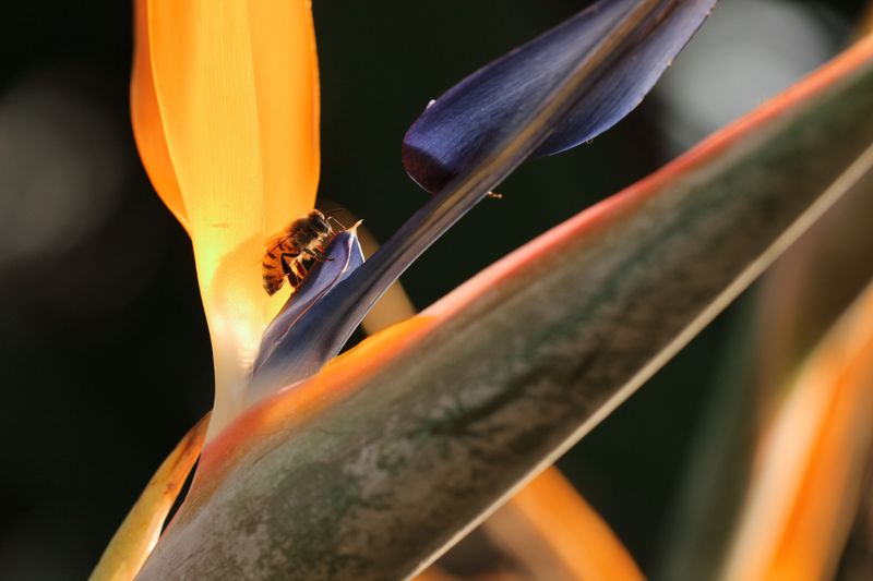 Why Pollinators And Birds Line Up For It Why Pollinators And Birds Line Up For It