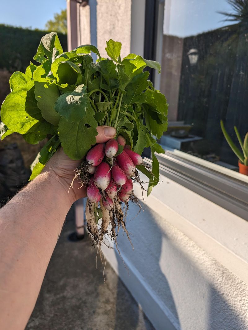 Why Radishes Grow So Fast